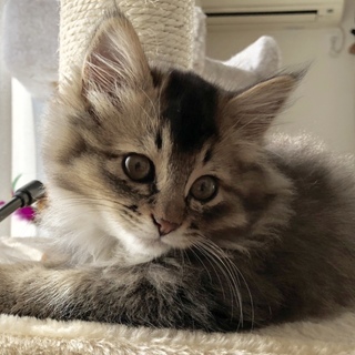 ふわっふわ2ヶ月の女の子♡