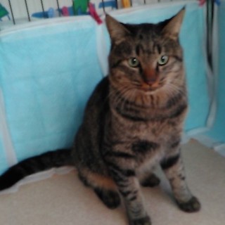 甘えん坊のキジ太郎