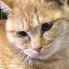 お顔まん丸おとなしい茶トラちゃん期限切れ間近♦️ サムネイル6