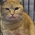 お顔まん丸おとなしい茶トラちゃん期限切れ間近♦️