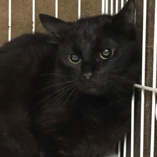 黒色半長毛のおしゃれさん(№21）