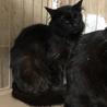 黒色半長毛のおしゃれさん(№21） サムネイル2