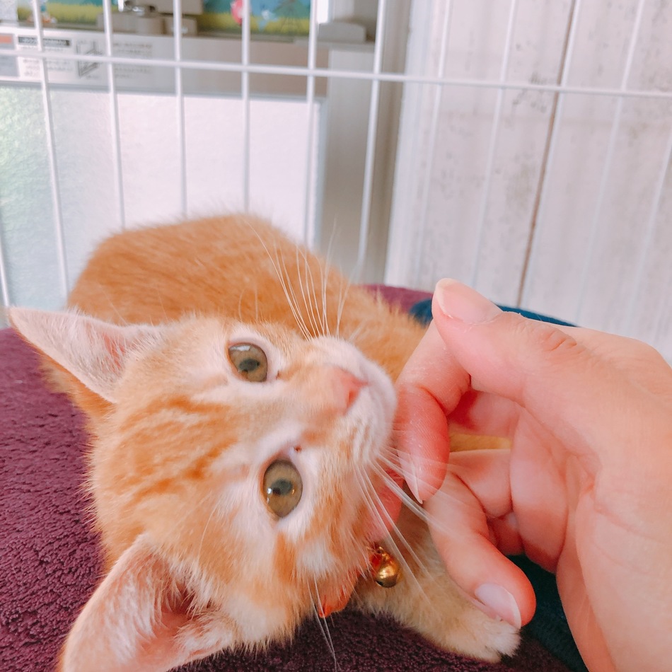 カイジのカバー写真