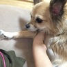 ねこねこにゃんちゅう