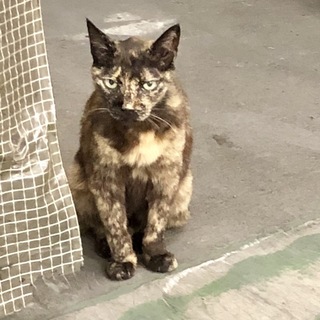 人懐っこいサビちゃんです