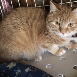 ベージュがかった茶トラの男の子♂