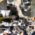 10月2日生まれ子猫3匹
