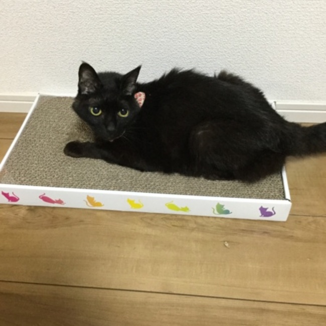 神羅 真のカバー写真