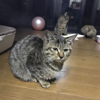 生後半年☆５匹の兄弟オス♂