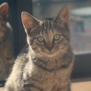 生後半年☆５匹の兄弟☆キジトラ？のメス♀