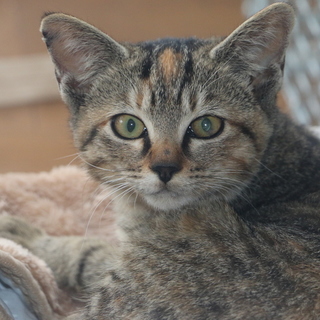 生後半年☆かわいい５匹の兄弟☆キジトラ？のメス♀