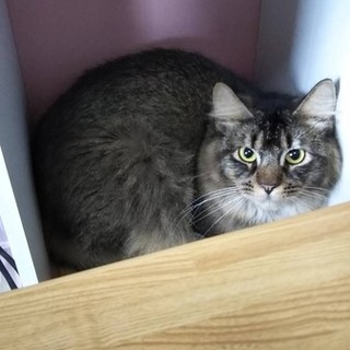 ずっとのお家を募集中！