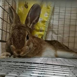 保護うさぎ(温泉うさぎ) こぉんちゃん