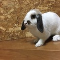 耳たれうさぎさんの里親募集です。