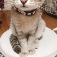 こたろう