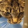 小柄な成猫キジトラちゃん♦️期限切れ２０日助けて！ サムネイル2