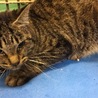 小柄な成猫キジトラちゃん♦️期限切れ２０日助けて！ サムネイル3