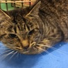 小柄な成猫キジトラちゃん♦️期限切れ２０日助けて！ サムネイル4