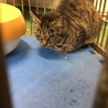 小柄な成猫キジトラちゃん♦️期限切れ２０日助けて！ サムネイル5