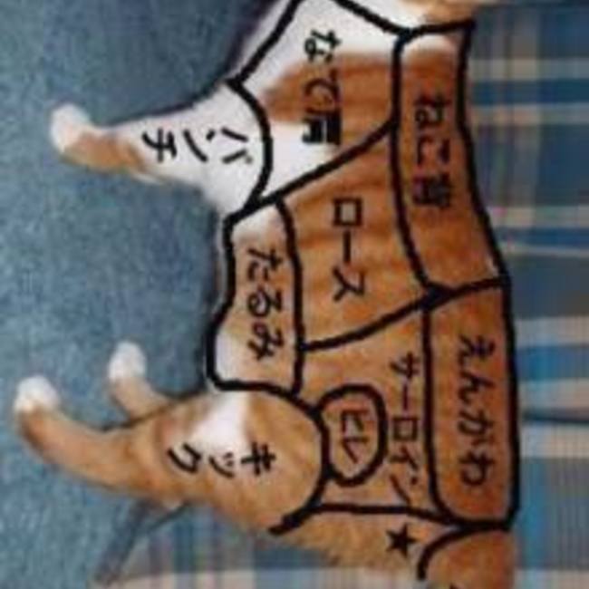 コテツ38のカバー写真