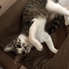 あざとい