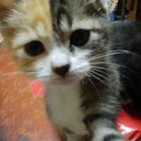 三毛猫 子猫ちゃん♀