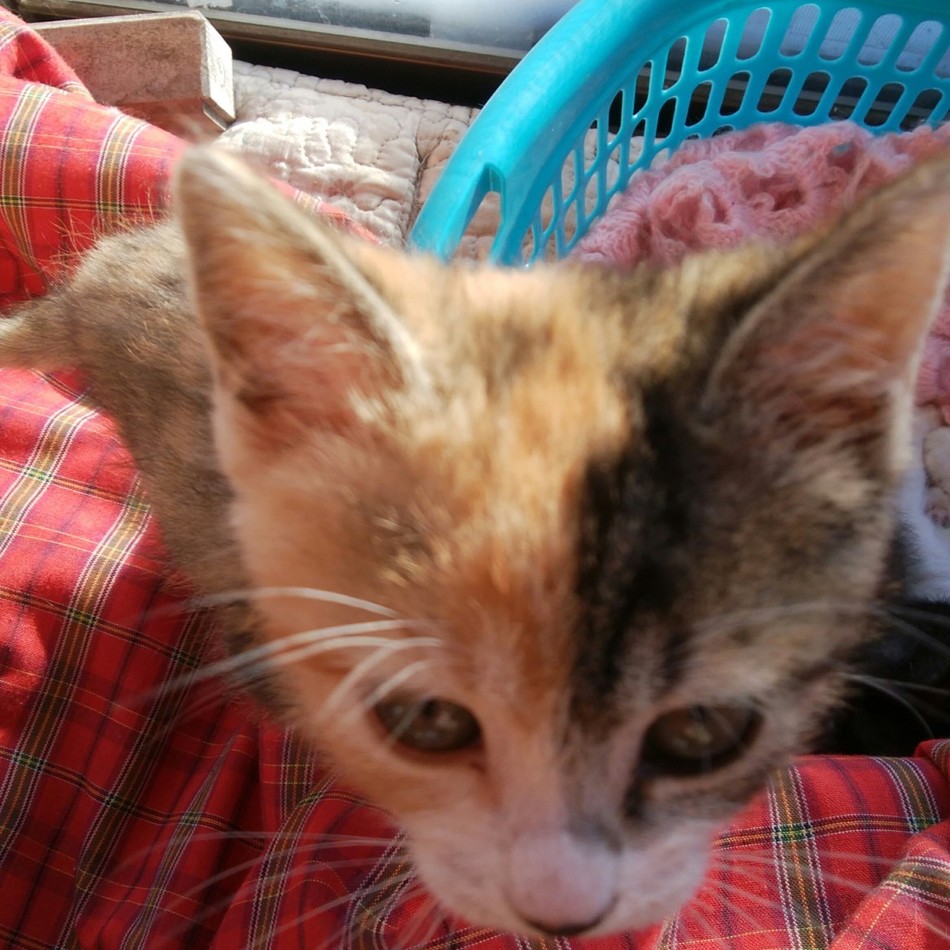 三毛猫 子猫ちゃん♀のカバー写真