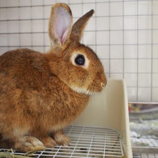 保護うさぎ　（温泉うさぎ） ムイくん