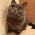 里親さんを募集します！