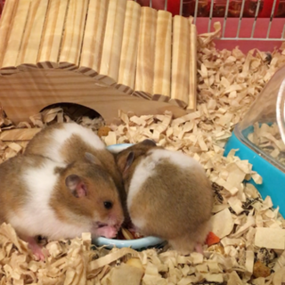ゴールデンハムスターのこどもの里親さん募集