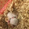 ゴールデンハムスターのこどもの里親さん募集 サムネイル3