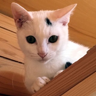 額に一本！ の女の子「テン子」