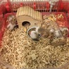 ゴールデンハムスターのこどもの里親さん募集 サムネイル4