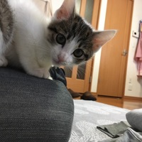 しずく