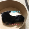 1.ブラック