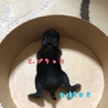 2.ブラック