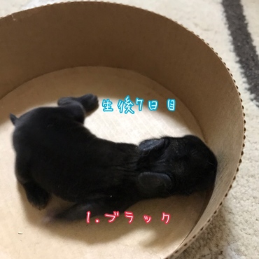 生後7日目