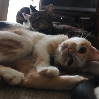 美人三姉妹  茶白の雪ちゃん