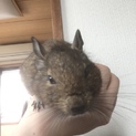デグー の里親募集