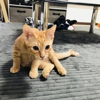ジェシー