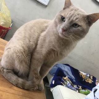 非常に人懐っこい猫です