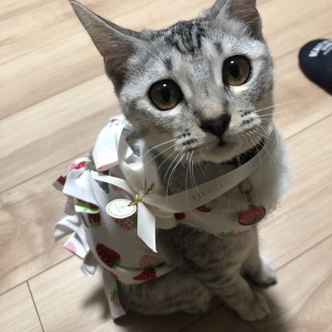 避妊手術のエプロンいちご柄。