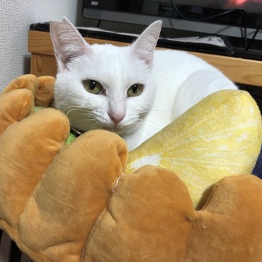 もっちりふくふく、大福餅。