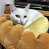 もっちりふくふく、大福餅。