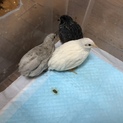 ヒメウズラ 3匹