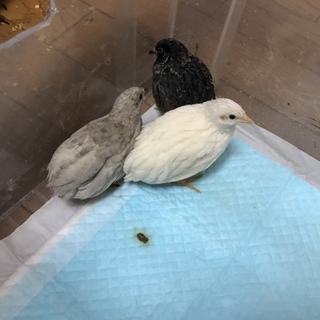 ヒメウズラ 3匹