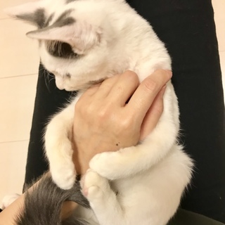 生後4ヶ月の子猫ちゃん