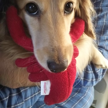 ロブスターのぬいぐるみがお気に入りです(^^)