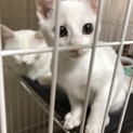 真っ白の男の子です♪