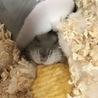 わさび